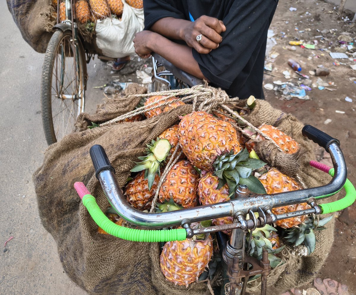 Tribal youths from #DangariaKondh community are waiting to sell pineapples, and they grow large quantities in the Niyamgiri forest.