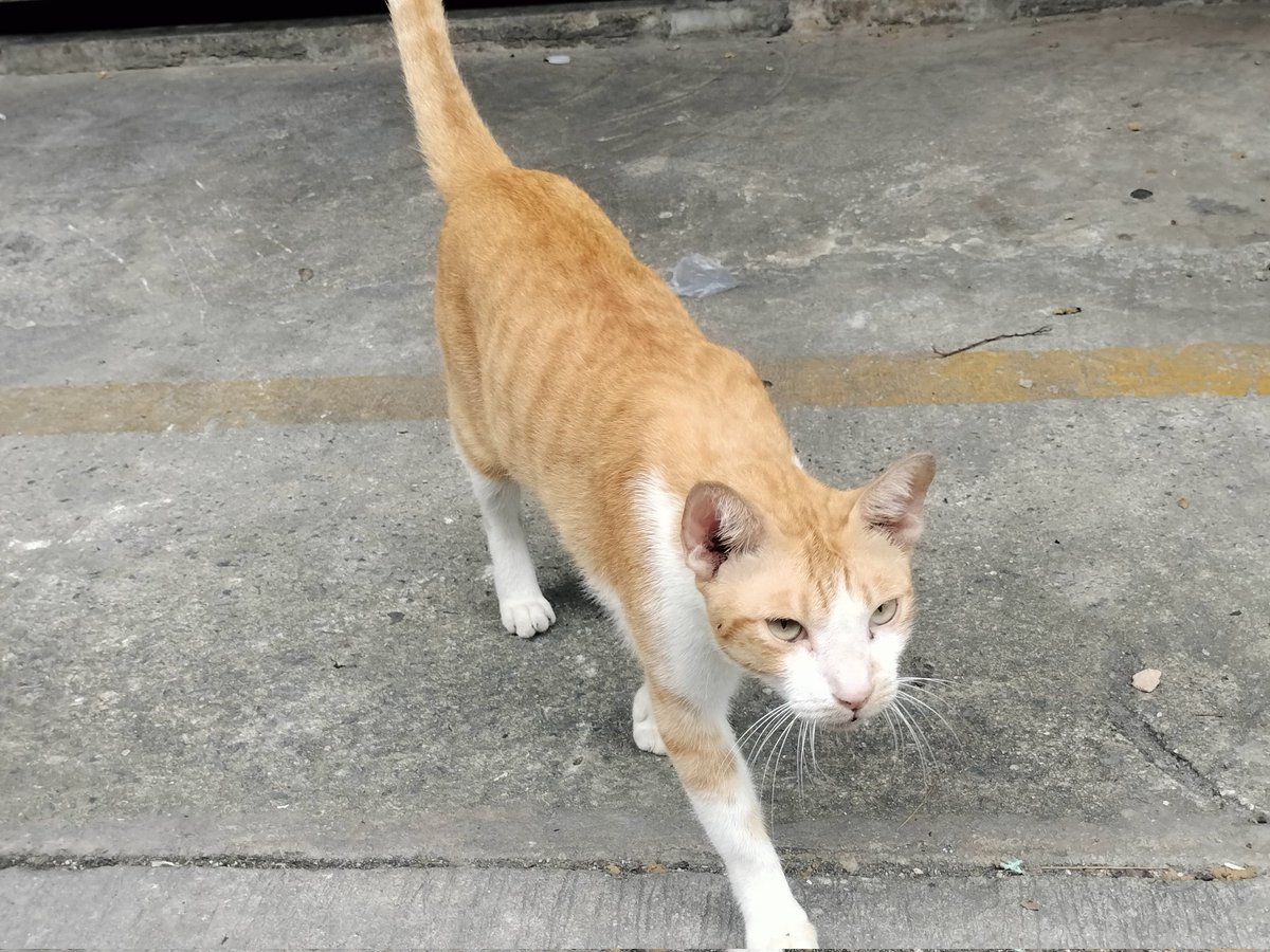 ⭐︎みゆう⭐︎のびねこ他⑤ 𐙚 こねこ 𝑐ℎ𝑖｡ on X: 
