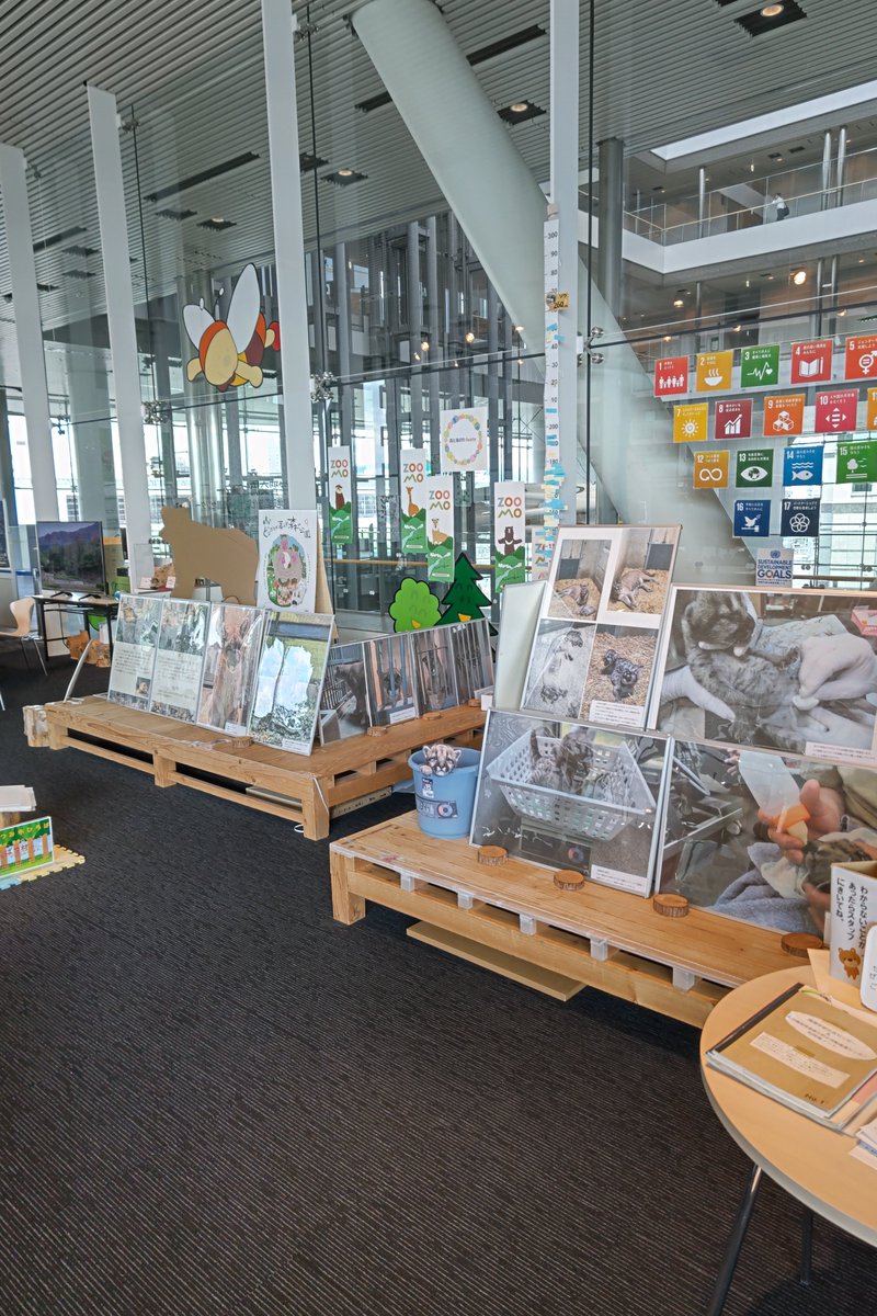 moriokazoo's tweet image. アイーナ5階 環境学習交流センターの展示をアフリカゾウからピューマだらけに変更してきました!夏休みの自由研究に活用できるように、ピューマの生態もパネルにしてあります!選りすぐりの写真持っていきましたので!ぜひ!ぜひ!!
#今日のニーナ #今日のタフ #ピューマペア
#森と海のわIWATE