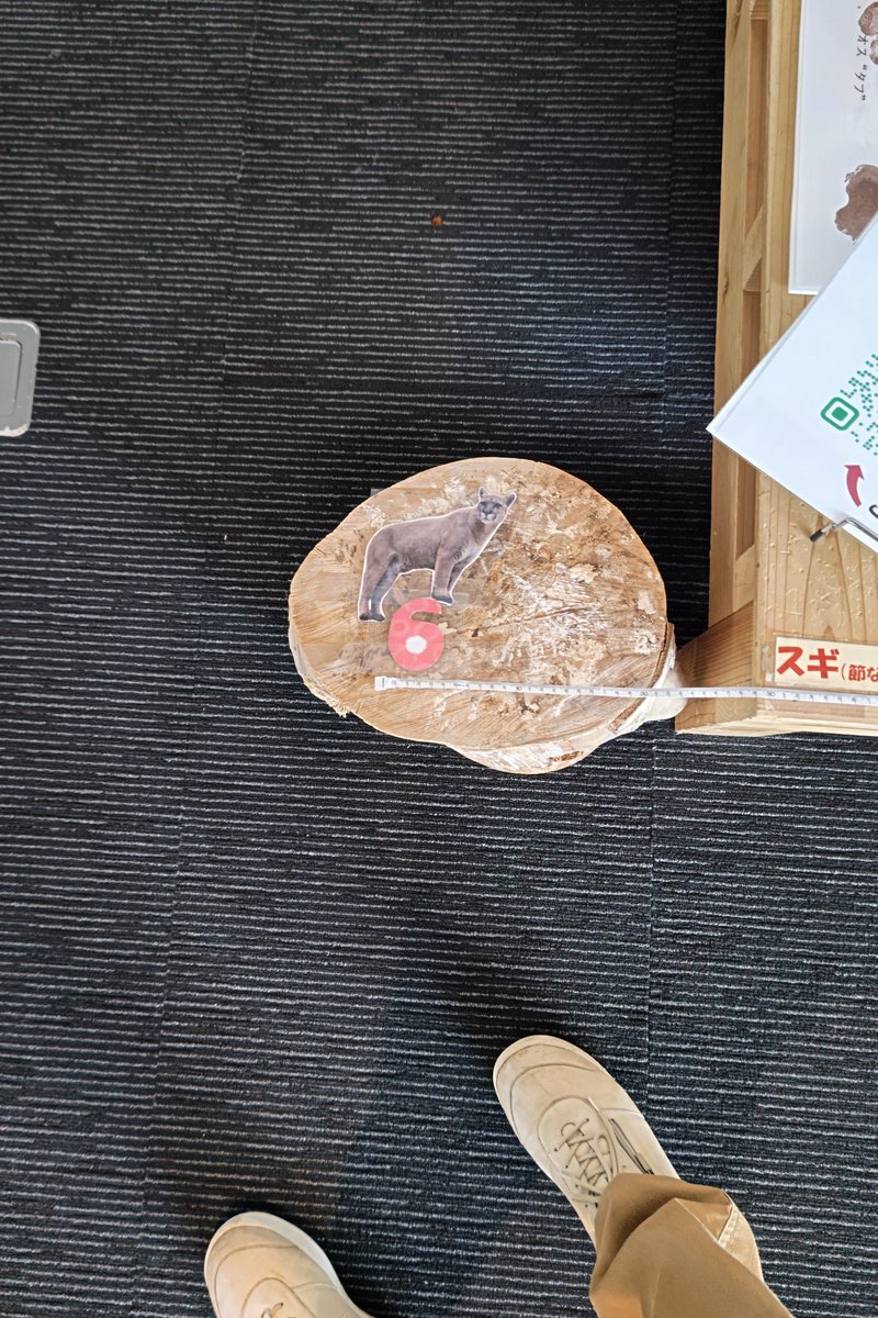 moriokazoo's tweet image. アイーナ5階 環境学習交流センターの展示をアフリカゾウからピューマだらけに変更してきました!夏休みの自由研究に活用できるように、ピューマの生態もパネルにしてあります!選りすぐりの写真持っていきましたので!ぜひ!ぜひ!!
#今日のニーナ #今日のタフ #ピューマペア
#森と海のわIWATE