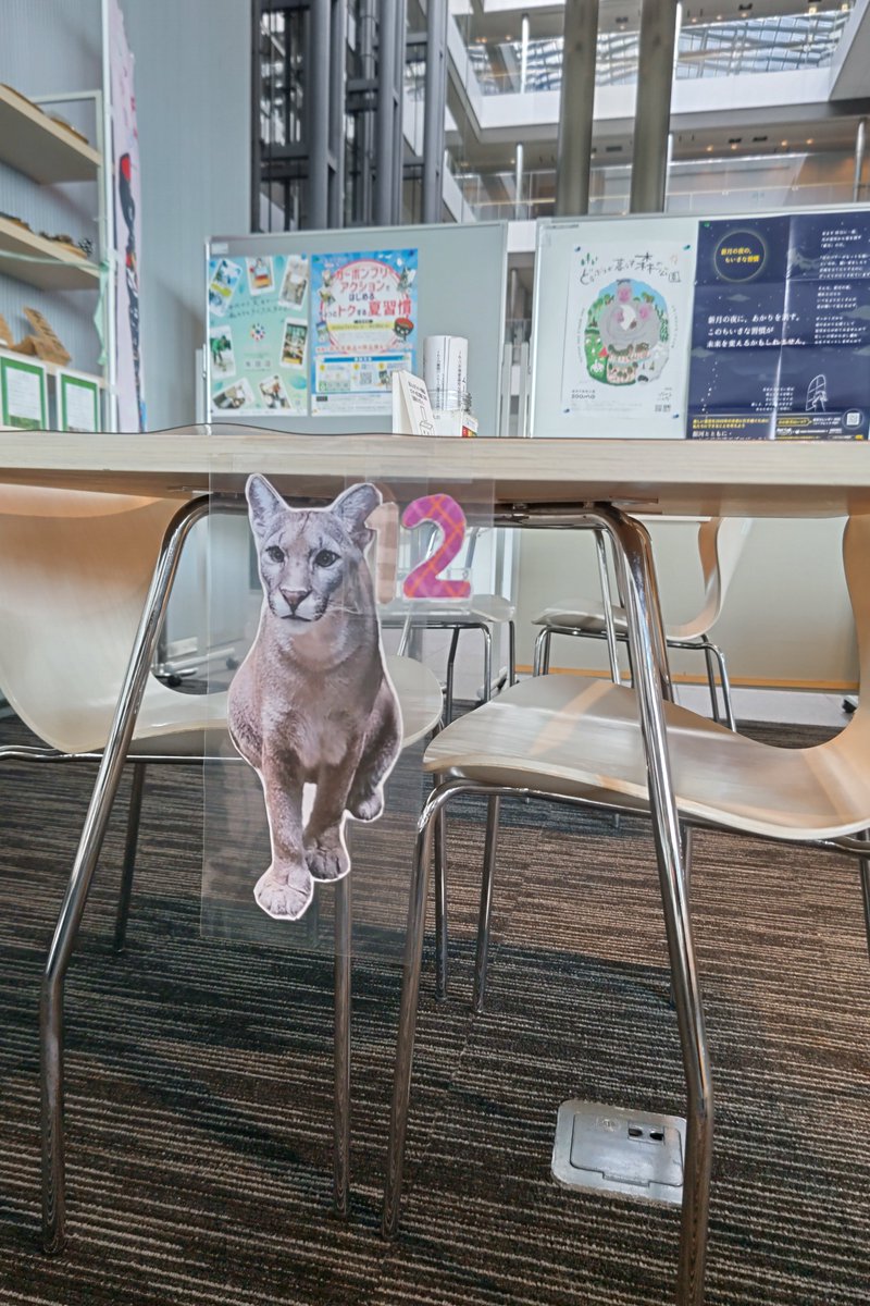 moriokazoo's tweet image. アイーナ5階 環境学習交流センターの展示をアフリカゾウからピューマだらけに変更してきました!夏休みの自由研究に活用できるように、ピューマの生態もパネルにしてあります!選りすぐりの写真持っていきましたので!ぜひ!ぜひ!!
#今日のニーナ #今日のタフ #ピューマペア
#森と海のわIWATE