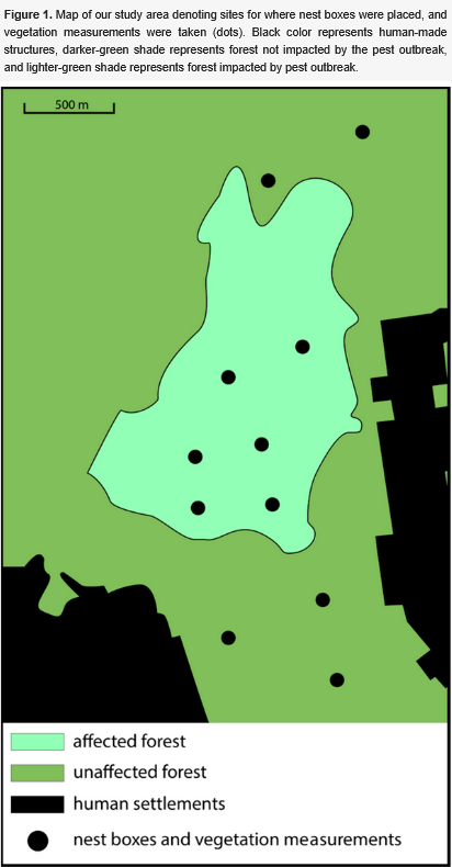 #Birds
Title Story "Ecological Trap Effects in Migratory European Pied Flycatchers (Ficedula hypoleuca) Nesting in Pest Outbreak-Affected Forests  " by Mr. Colton B. Adams et. all. 
Link: mdpi.com/2673-6004/6/2/… #Birds #ecological 
Traps More Papers: mdpi.com/journal/Birds