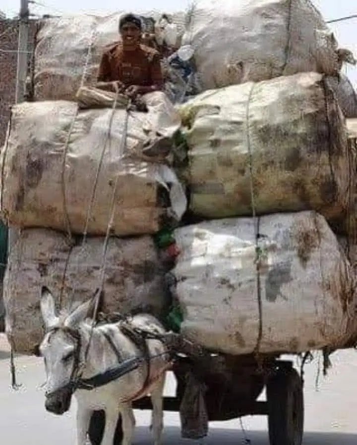 Joseph3Sengendo's tweet image. Animal exploitation at it's worst. 💔💔💔
This donkey is pulling at least 10 times his own body weight. Animals are not here on this Earth to serve us. We are not superior over them. What we are is a species that's destroying the planet and wiping out everything living in it.