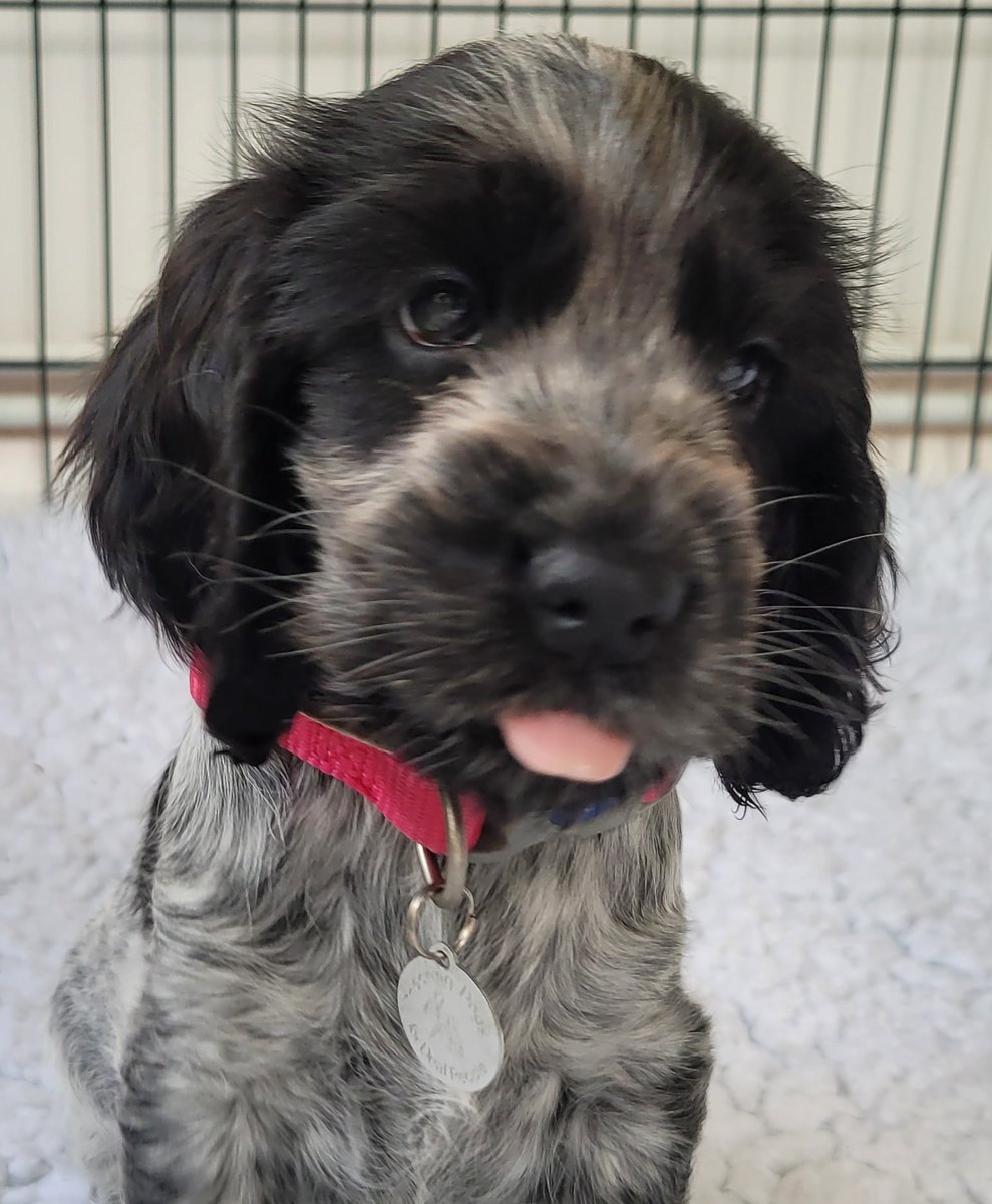 HearingDogs's tweet image. It's the tiniest #TongueOutTuesday you ever did see!
Eight-week-old Dazzle is doing her best to get that picture perfect pose before heading off to her very first puppy class and starting her early hearing dog training 🐾🥰