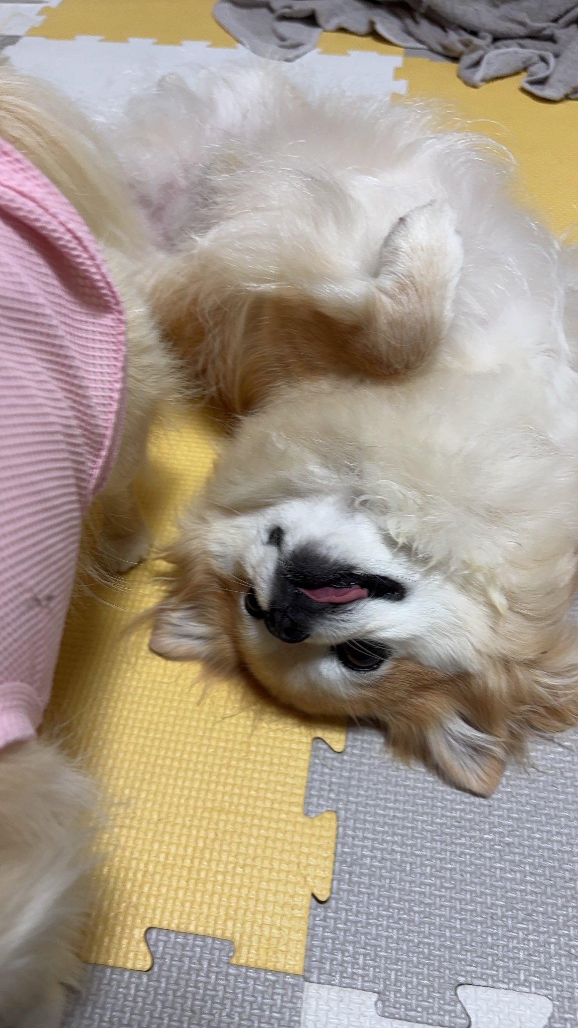 チワワのチビ&ココ🐕✨ on X: 