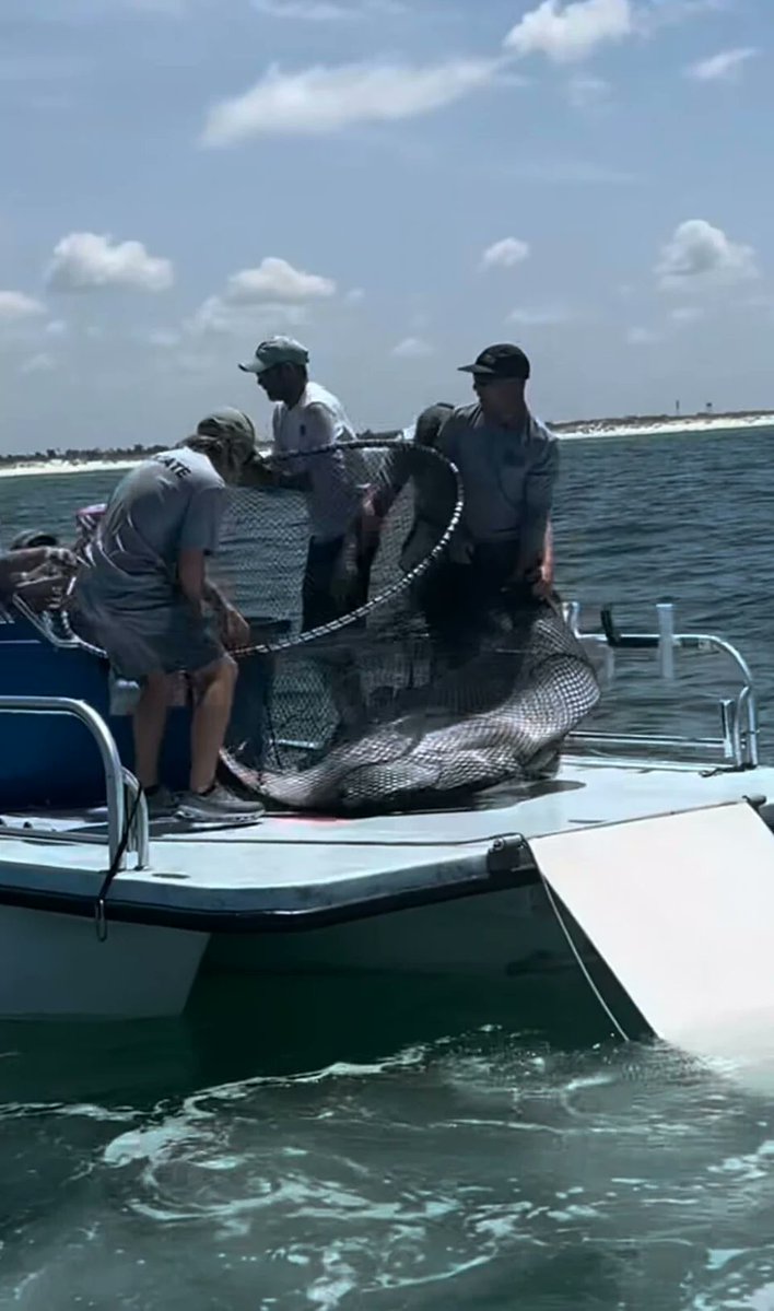 MC_org's tweet image. It may not be illegal but certainly inhumane to capture a wild manta ray off the Panama coast for public display. Destined for SeaWorld Abu Dhabi, it happened last week. The Florida Fish and Wildlife Conservation Commission authorised this. Disgraceful!
Photo: Dennis Richard