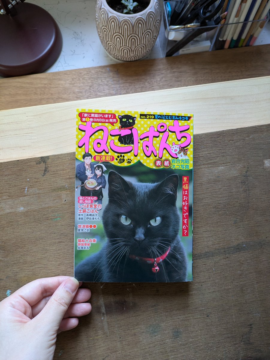 ss_sspring's tweet image. キリッとしても全体まん丸な黒ちゃびんが表紙の #ねこぱんち 最新号が全国コンビニで発売中です。
拙作 #濃藍アパートメントの猫 盛夏がテーマのタイトル「サマーカット」ぜひ読んでください。
もふもふの美美がこの夏、イメージチェンジ??