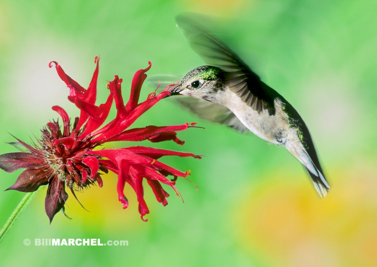 A female Ruby-throated Hummingbird is gathering nectar from a bee balm blossom - a favorite food source for the tiny birds.