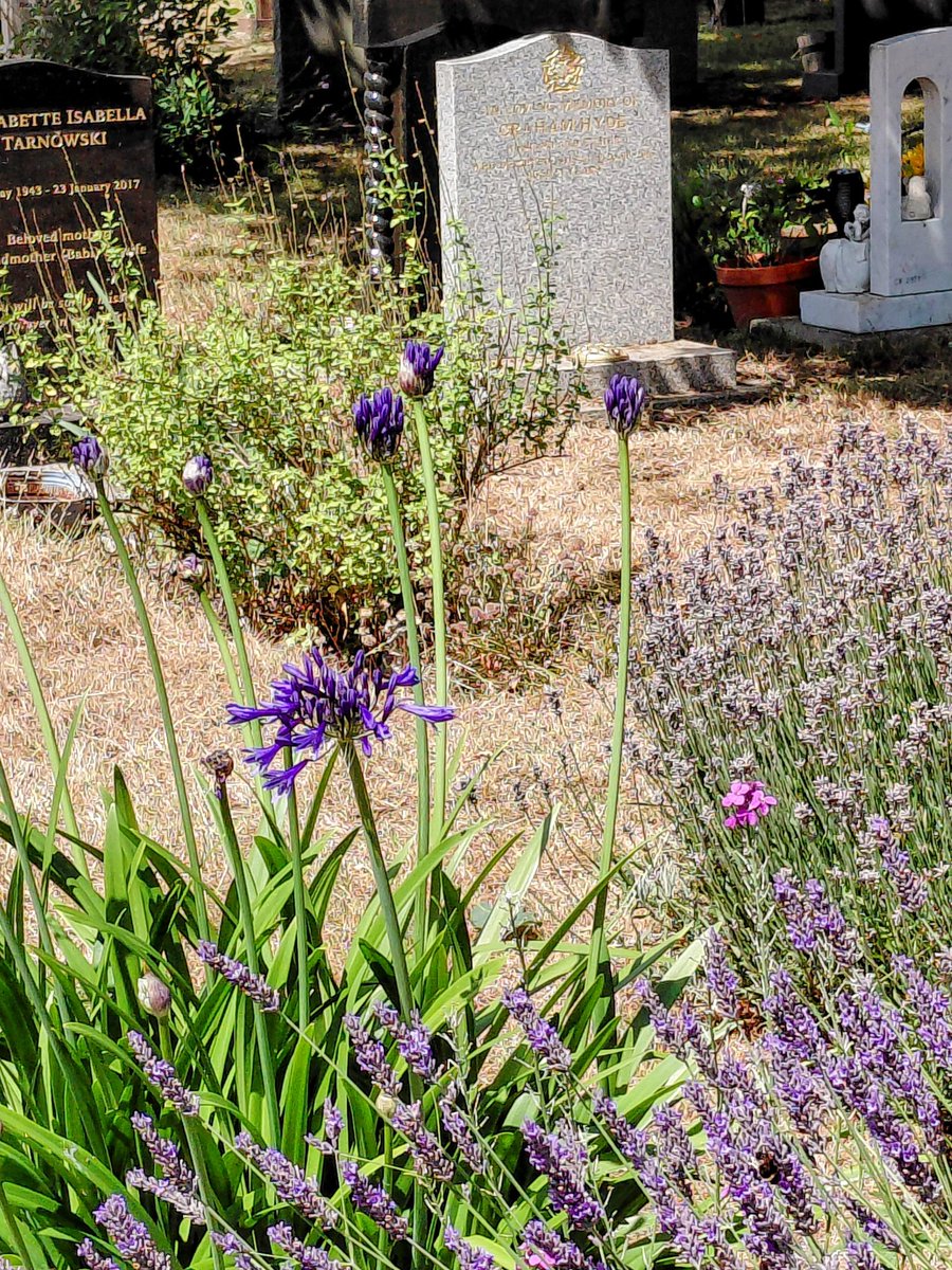 nicolatobias's tweet image. I love all the Lavender around at the moment. Here's a scene of vibrant pinks and purples I saw on my walk this morning #cemetery #SummerVibes #MindfulPalettes