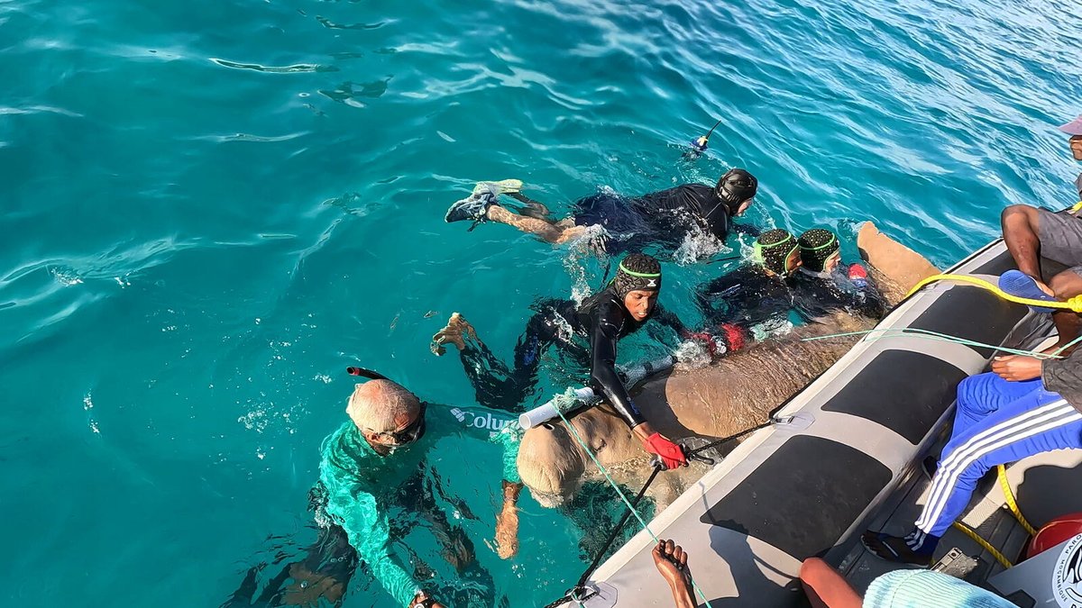 AfricanParks's tweet image. Addressing concerns around dugong tagging.
Thank you to everyone who responded to our recent post on tagging dugong in Mozambique’s Bazaruto Archipelago National Park. For those who were worried that the tags might cause the dugong to become entangled, we wanted to reassure you…