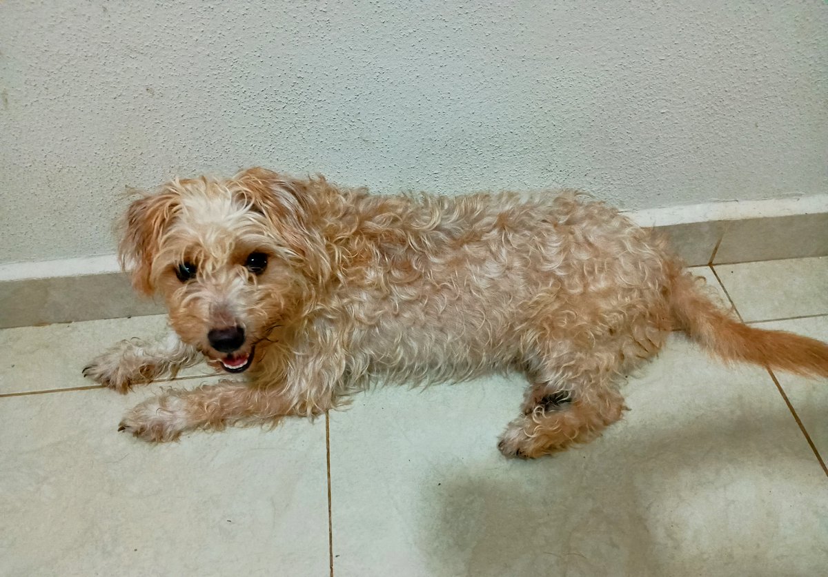 Larosy77's tweet image. Yo también me uno al #DiaMundialDelPerro , porque tengo mis súper rescataditos que obviamente tienen súper poderes 🥰. Ellos te salvan el ❤️.