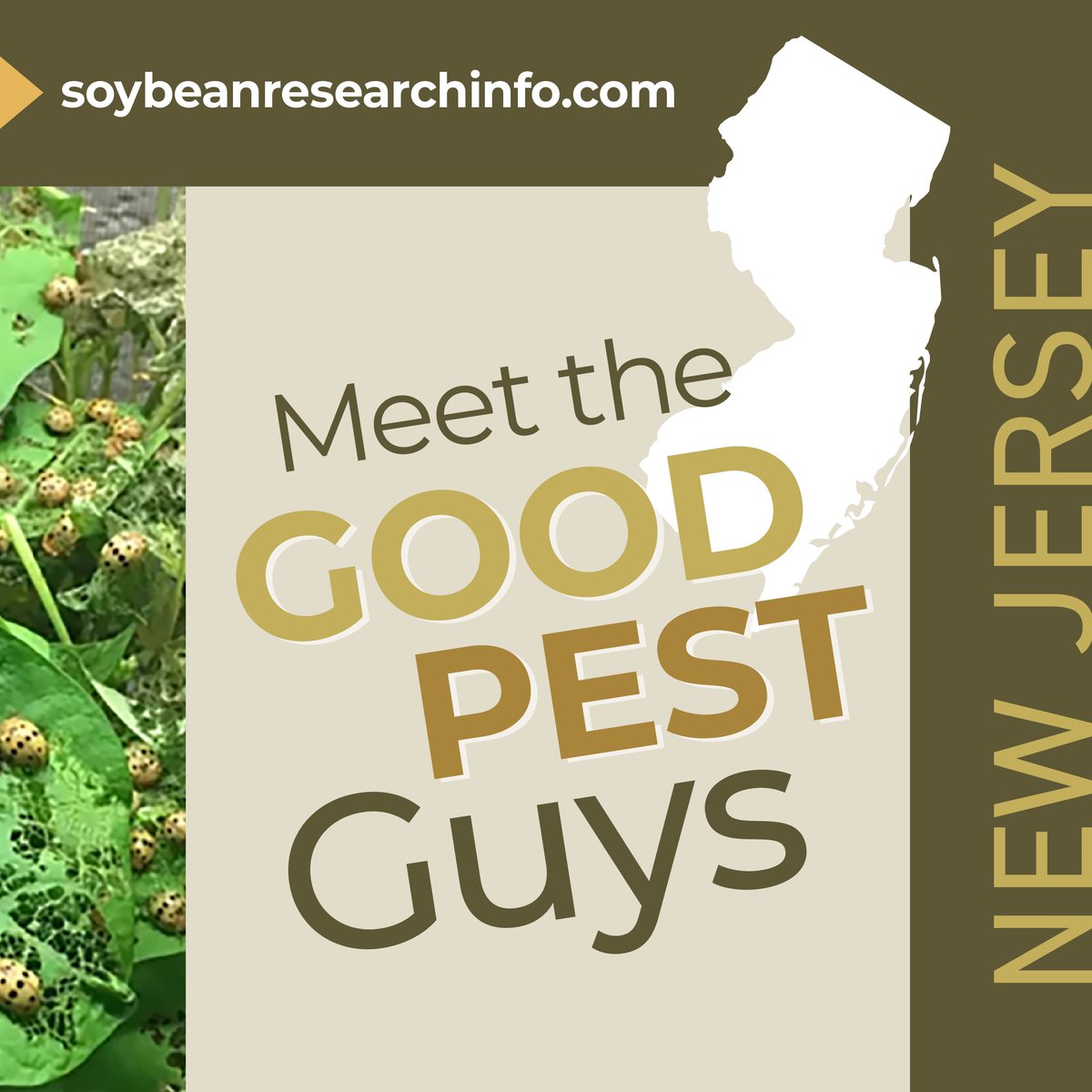 SoyResearchInfo's tweet image. New Jersey Soybean Board funds a @NJDA program using beneficial parasitic wasps to control Mexican bean leaf beetle, bit.ly/3PUFVvP, and other #SoyResearch: bit.ly/3kHciOF. #USSoy