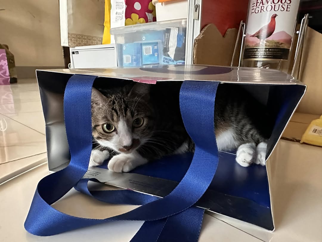 KindPaths's tweet image. なんで隠れてるの〜？👀