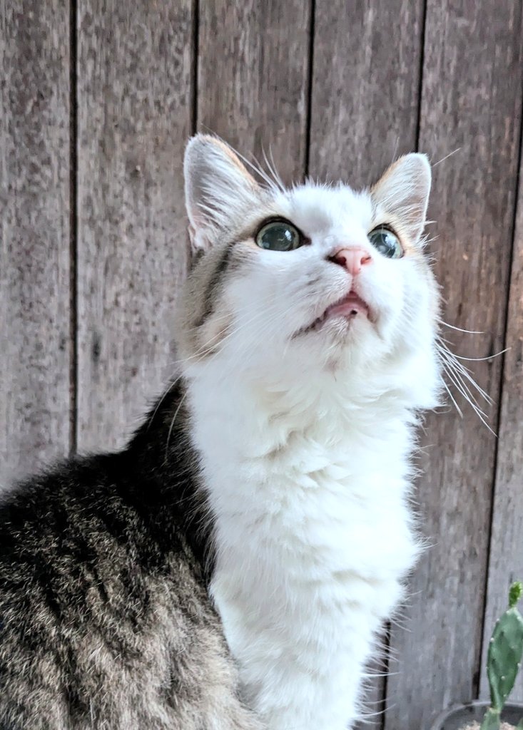 2610Am's tweet image. めちゃくちゃ
試されている気がする
だいたいの事は　上手く行くはず🏝️
#猫のいる暮らし