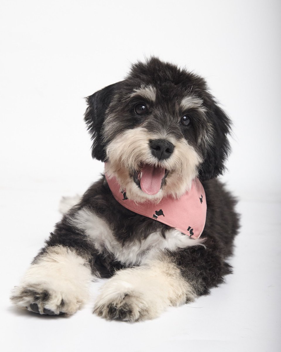peravi's tweet image. #Pacita en adopción  💜
Si quieres adoptarla Info: 912 015 590 

Por fin mi pequeña está lista para un nuevo hogar. Buscamos una familia comprometida, amorosa, con paciencia. Ya que ella aún no puede salir porque no se podrá vacunar en al menos 3 meses más por la enfermedad…