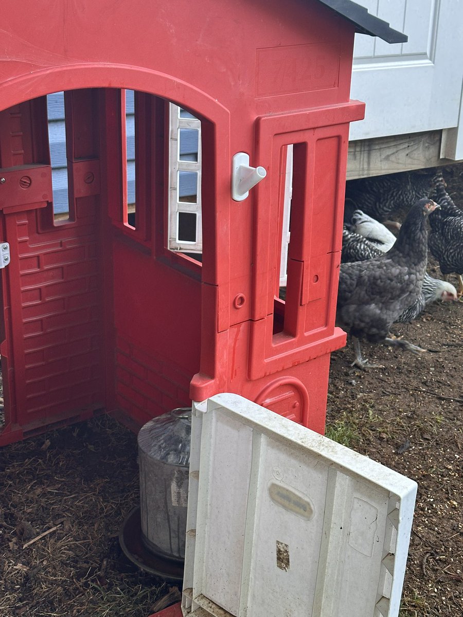 emzanotti's tweet image. It’s going to be hot today, so I gave the chickens a Little Tykes house with a full water fountain. They will, no doubt, still hate me.
