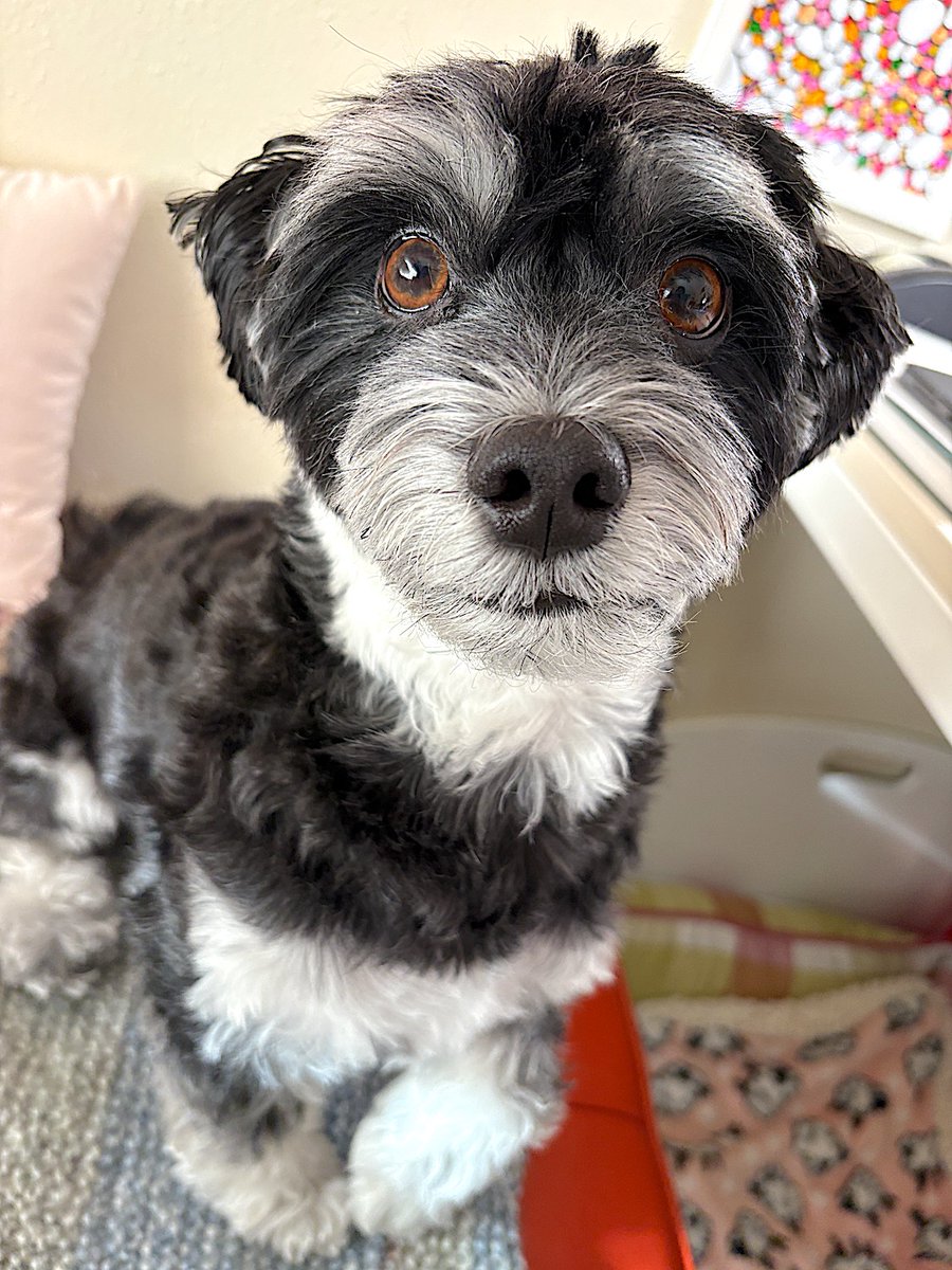 jackyhavanese's tweet image. Good morning my lovelies! Wishing you all a Tasty Tuesday!