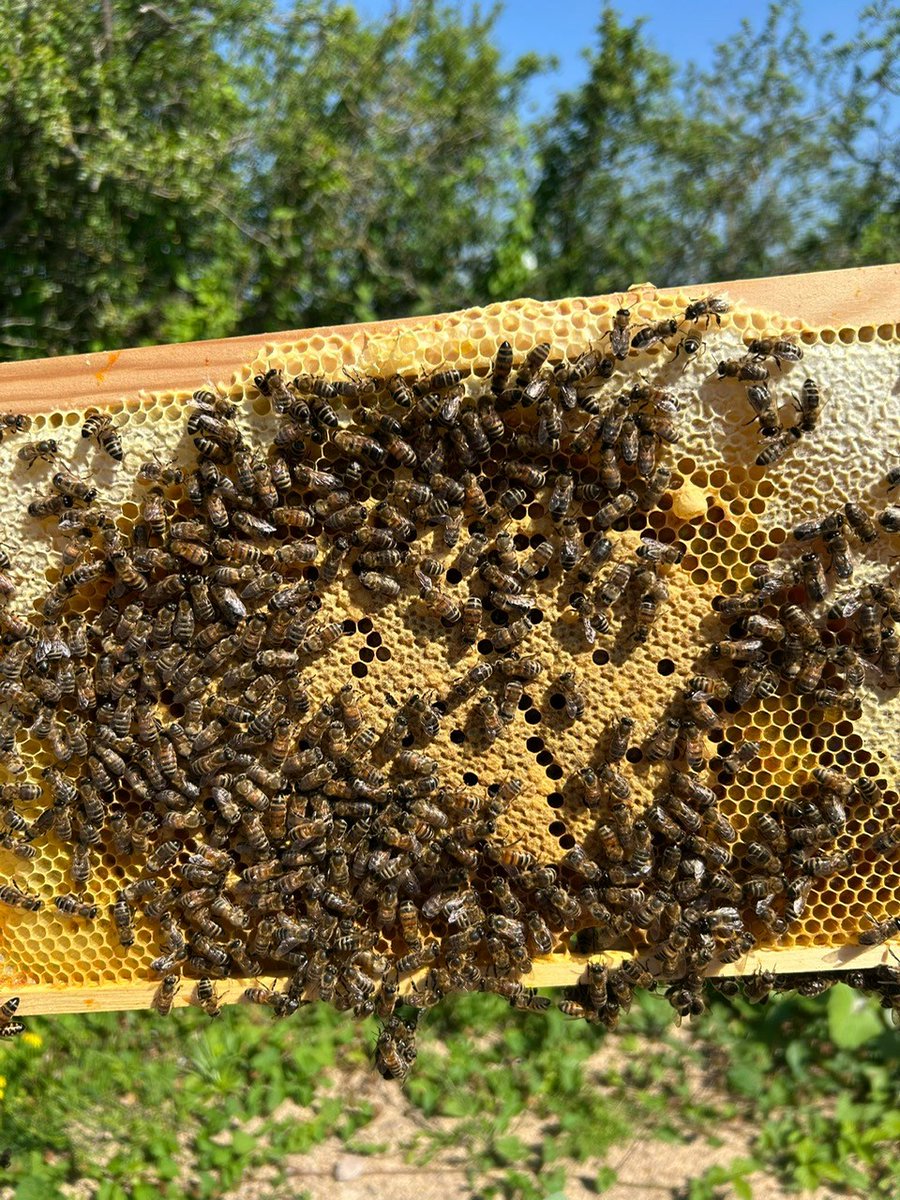 🐝 As you can see we have some very healthy bees on site - enjoying their new home at Nuneaton Golf Club 🐝