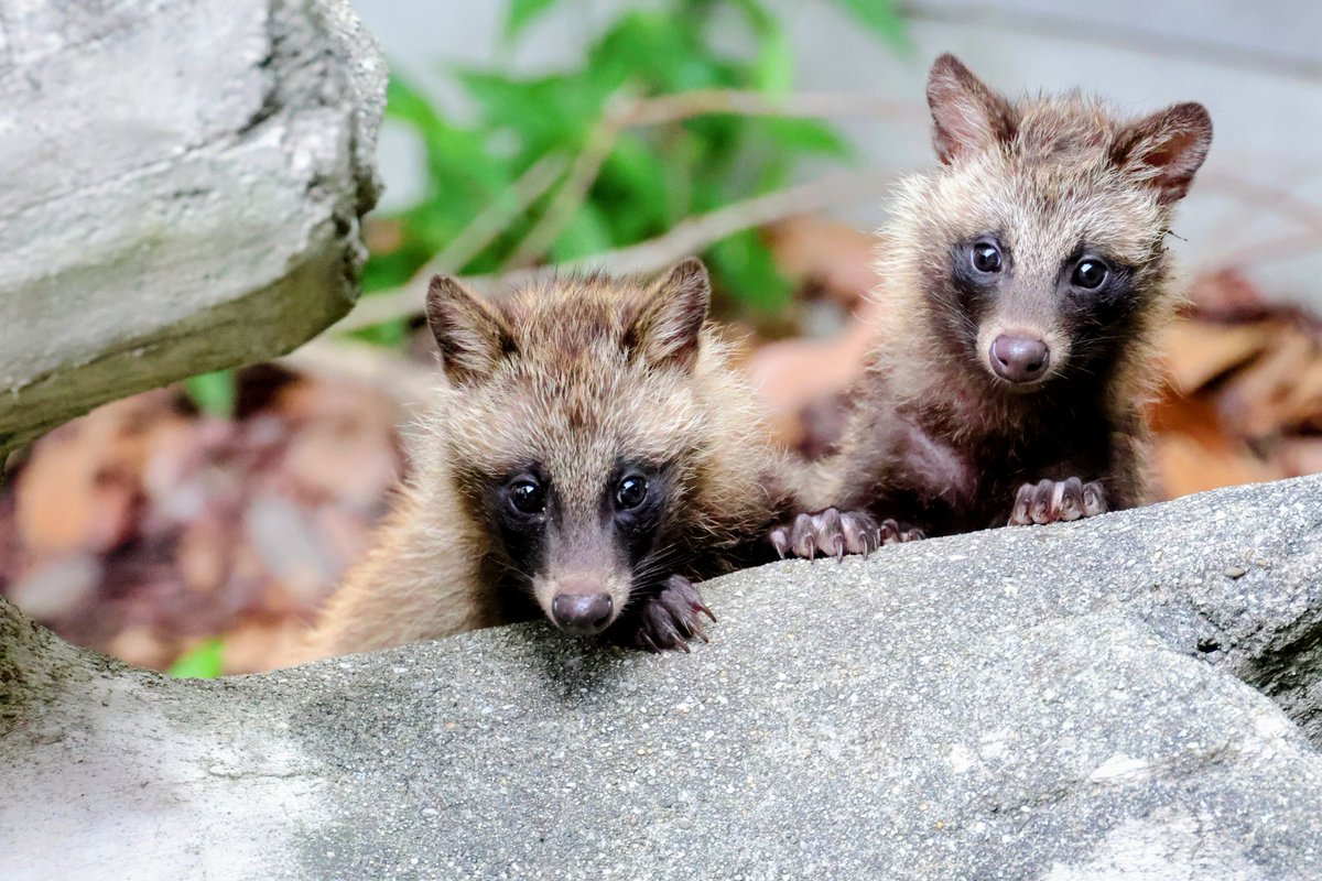 renard0214's tweet image. ナッツ(722)の日
#とくしま動物園 #tokushimazoo
#ホンドタヌキ #racoondog #tanuki
#ナッツ #クルミ
📷️2025.07