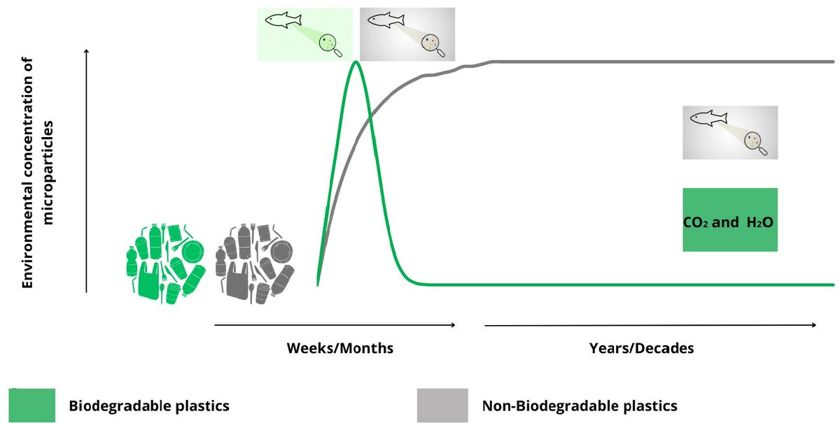 #OpenAccess

Biodegradable #Microplastics: Environmental Fate and Persistence in Comparison to  Micro- and #Nanoplastics from Traditional, Non-Degradable Polymers

Authors: Paolo Costa and Maximilian Lackner

 Full Article: mdpi.com/2673-6209/5/2/…