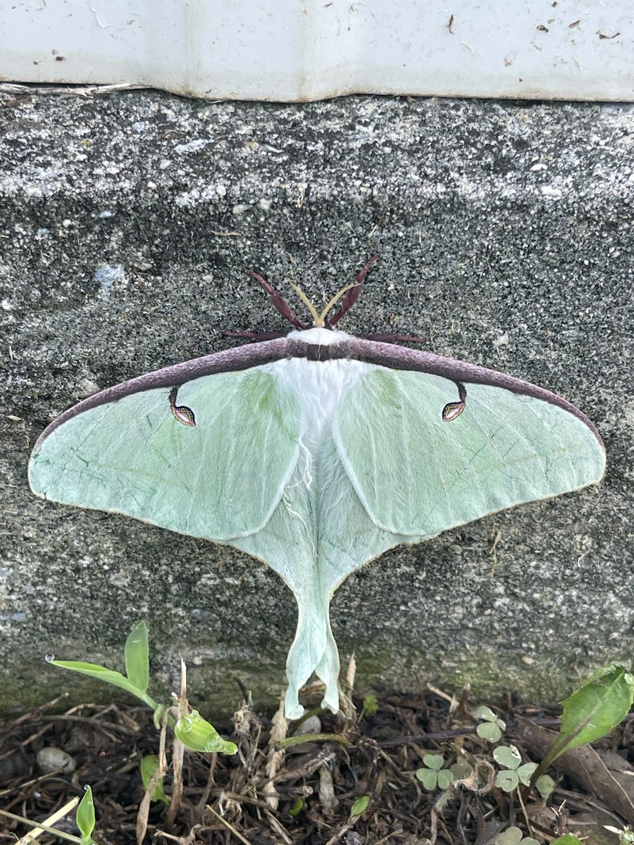 AquaticAna's tweet image. Look at this beautiful Luna Moth I saw at work this morning!!! Also this beautiful dandelion!