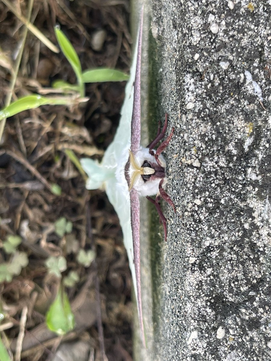 AquaticAna's tweet image. Look at this beautiful Luna Moth I saw at work this morning!!! Also this beautiful dandelion!
