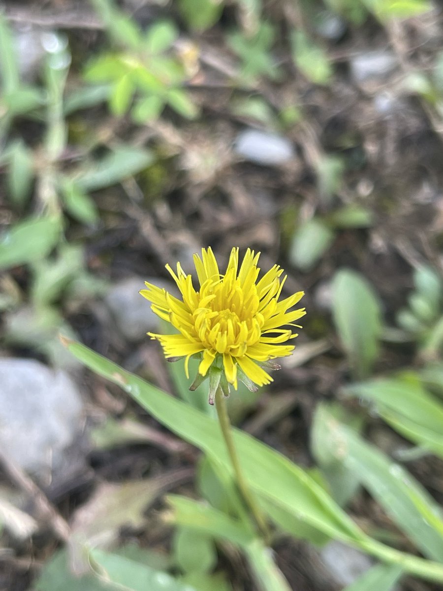 AquaticAna's tweet image. Look at this beautiful Luna Moth I saw at work this morning!!! Also this beautiful dandelion!