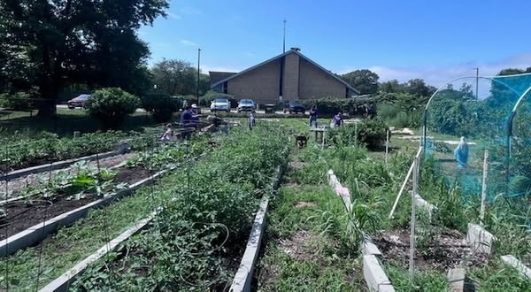 CatholicGarden1's tweet photo. #BloomAndBless 🌿
After just two weeks of volunteer effort, this garden is thriving again—paths cleared, beds rebuilt, blueberries harvested, and fall crops on the way.
🙏 Blessing Level: Abundant &amp; Uplifting

#CatholicGardenNetwork #VolunteerJoy #CreationCare #CommunityGarden https://t.co/ua4uVuu97H