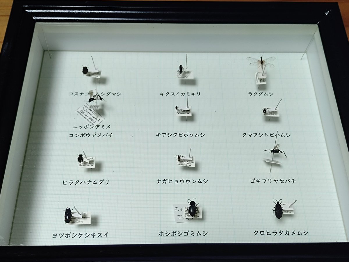 j_atrata's tweet image. こんな「黒くて小さい虫達」を沢山の方々が一瞬でも観察しようと覗き込んで見てくれました。このコスナゴミムシダマシは「多くの人に興味を持って見られた」同種世界ランク上位個体となったはず。地味なブースに足を留めて、相手をしていただき、ありがとうございました。
#博物ふぇす