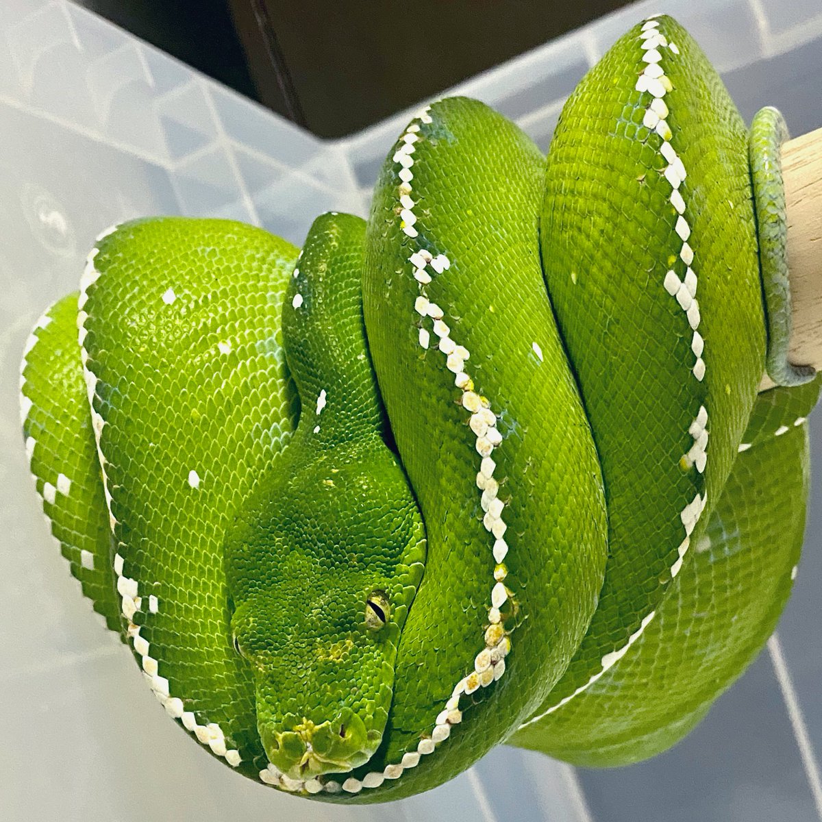 snake_parman's tweet image. メラウケが脱皮してた