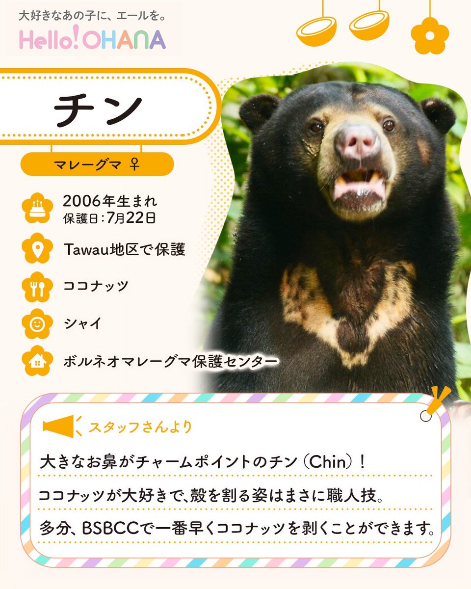 helloohana_'s tweet image. 7月22日はチンさんの「保護日」です🐻💐
シャイな性格のチンさんは薄ピンクの
大きなお鼻がチャームポイント🤭🐽🌸
ココナッツを愛するあまりにBSBCCで
皮を剥くのが1番早くなりました☝️🐾🤎
好きこそ物の上手なれ✨を実践して
今では立派なココナッツ職人さんです🥥🌼
app.helloohana.co.jp/animals/chin/