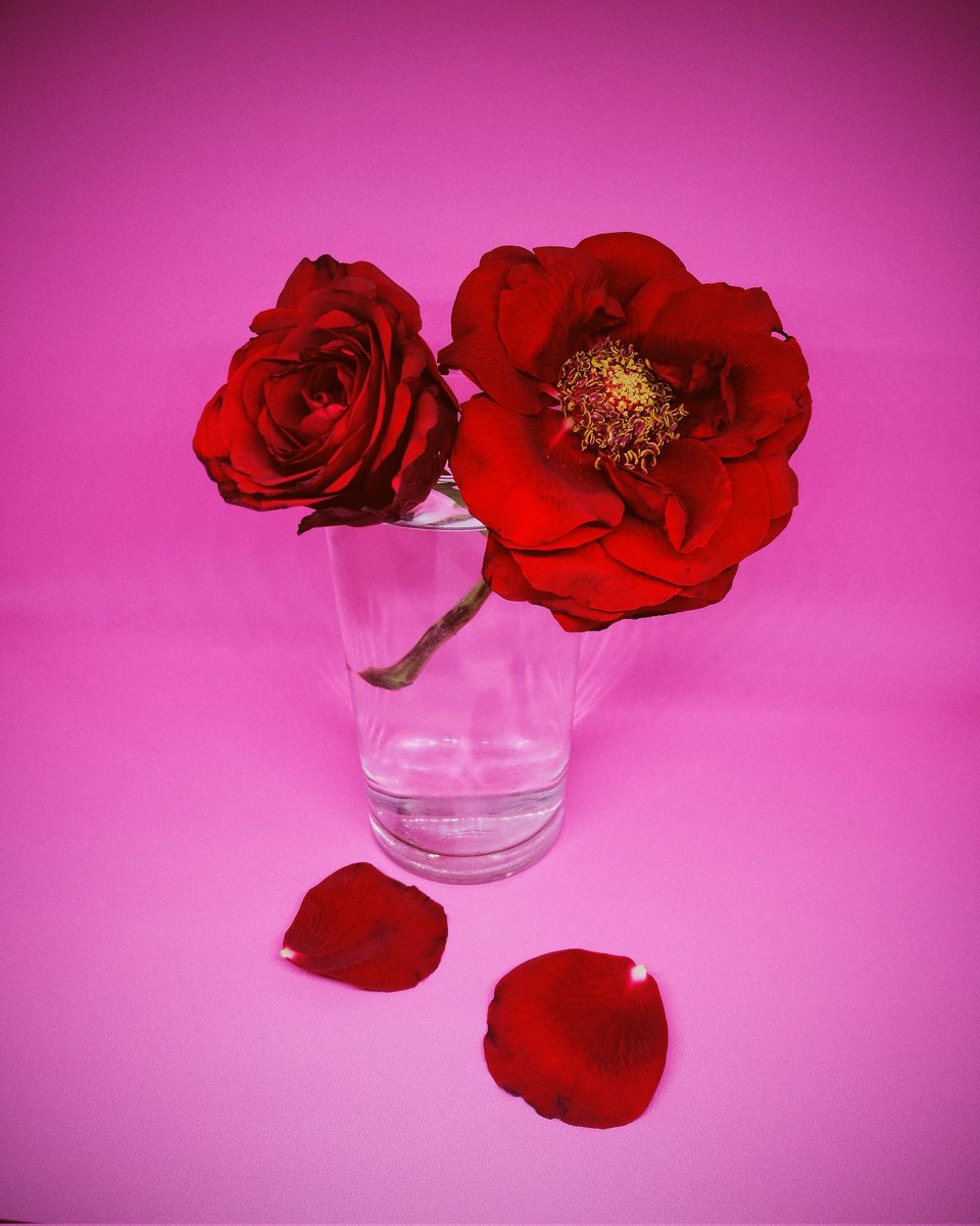 GM ALL 🌞 Happy
#tezostuesday #skurpy

Beauty, contained. Life, limited. Ephemeral Rose is a quiet reflection on the nature of time, fragility, and the fleeting essence of existence.

Ephemeral Rose on <a href="/SkurpySocial/">Skurpy</a>
10 Edition, 3 Tez

skurpy.com/marketplace/co…