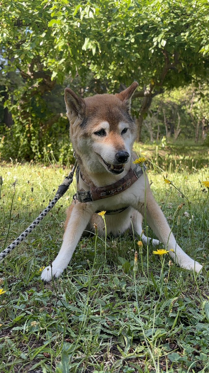 miho885610's tweet image. 愛犬てんちゃんの具合があまりよくない😢
てんちゃん16歳