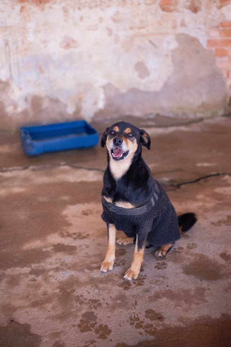 caogonhal's tweet image. Soldadinho cheio de estilo com seu look de frio. 😎
Ele é um doguinho encantador. Dócil, amoroso, tranquilão. Será uma companhia perfeita pra quem o adotar.
Congonhal/MG
Castrado
Porte médio
Protegido de pulgas e carrapatos
Vacinado
Contato via wpp (35)99193-5404