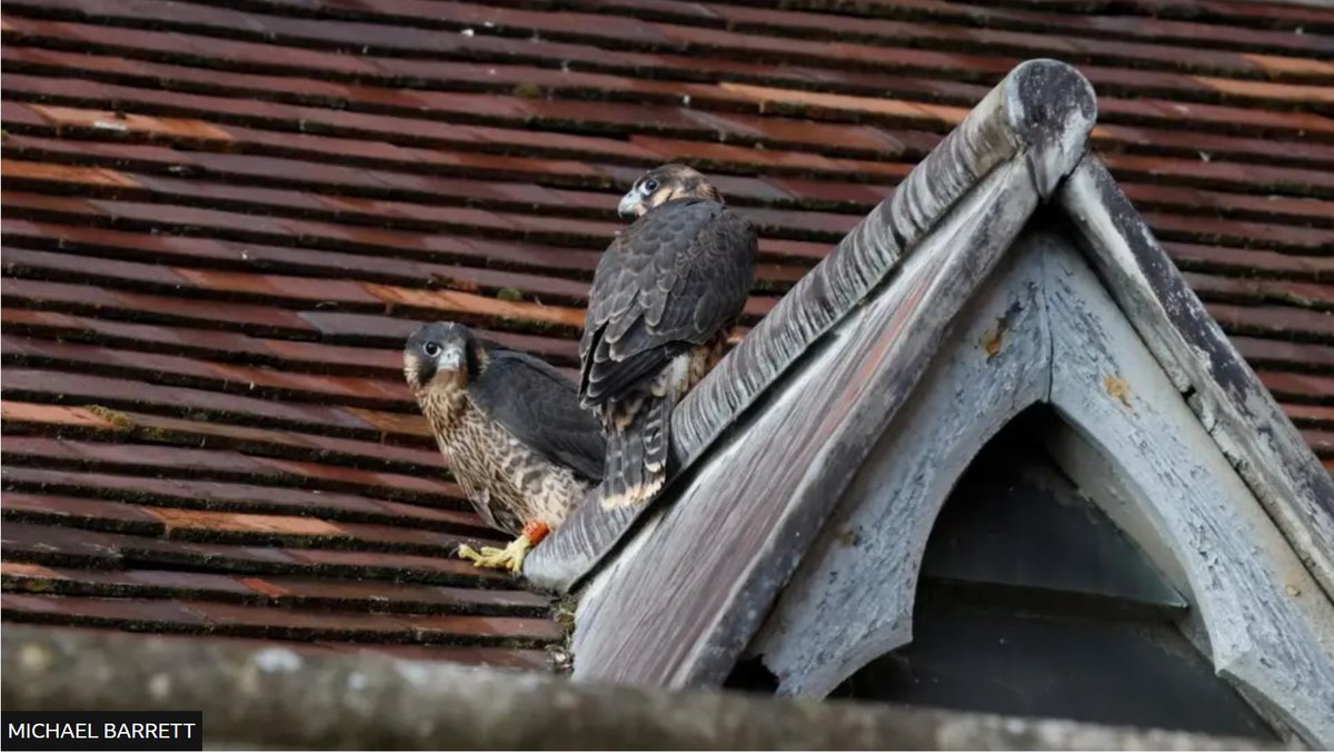 Three Peregrines fledge successfully at St Albans Cathedral as police investigation continues into trampling of first clutch of eggs.

New blog ⬇️⬇️

raptorpersecutionuk.org/2025/07/22/thr…