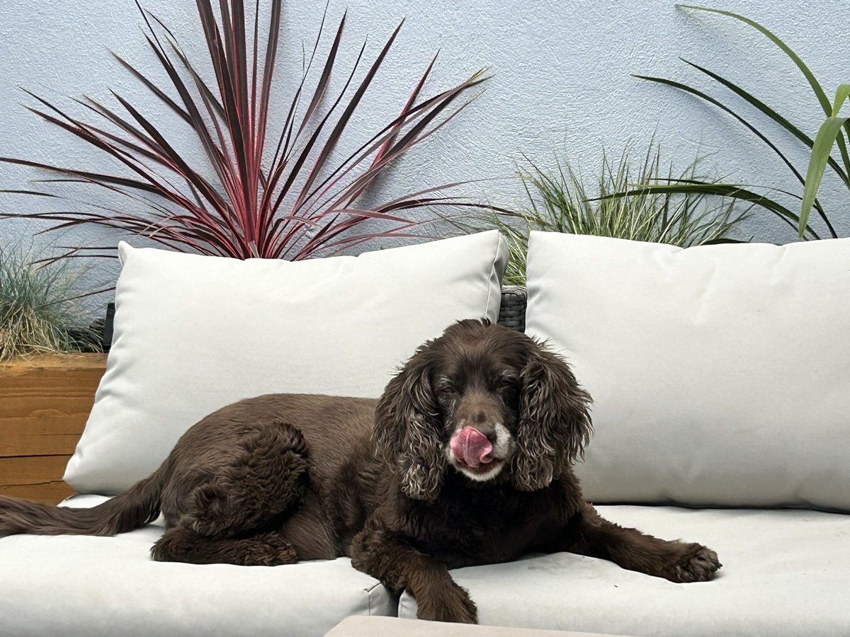 Happy Tuesday dis is me #TongueOutTueday overcast today! Enjoy wot ever yoz doing 🐶🐾🩷