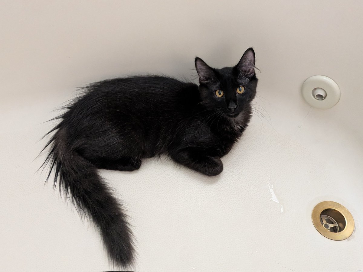 This little cutie wishes you a good morning! #happytuesday 
#KittensOfTwitter 🐈‍⬛🖤😻