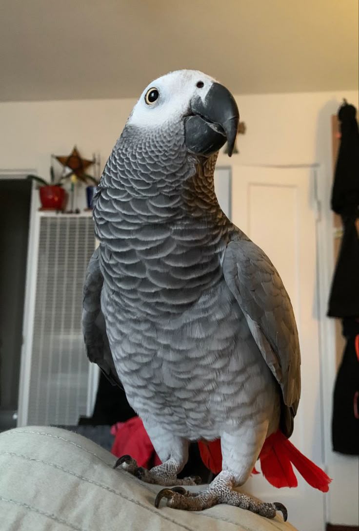MistyriousQuigs's tweet image. i'm (kind of) back! blessing your tl with my sweet baby, Caligula 💗