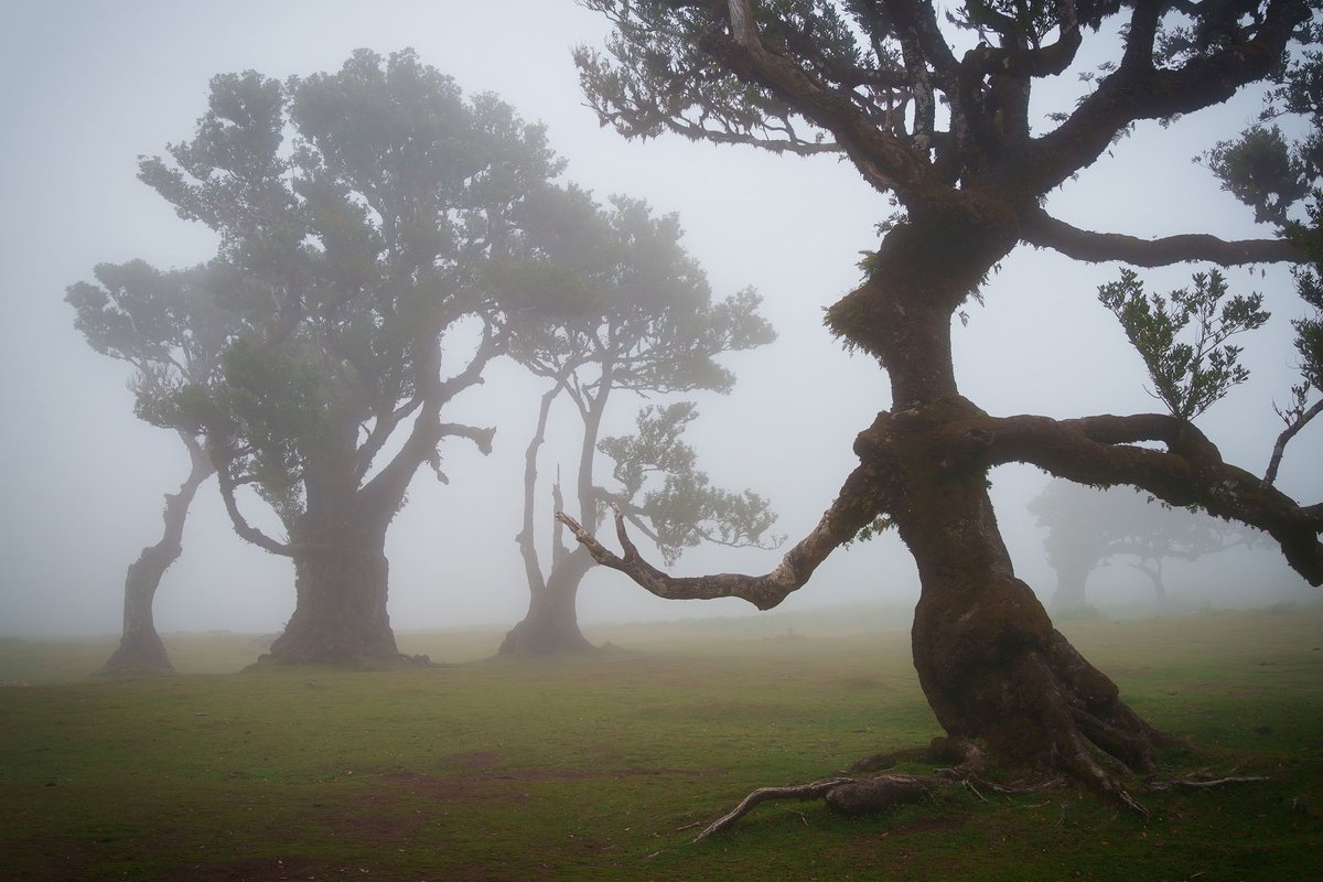 The Witch Tree in Madeira

#Madeira #FanalForest #WitchTree #LandscapePhotography #TravelPhotography #PhotographyAdventures #FoggyMorning #NaturePhotography #Astrophotography #UKPhotographer #ExploreMore #HiddenGems #PhotographyLife #TravelBug #Wanderlust