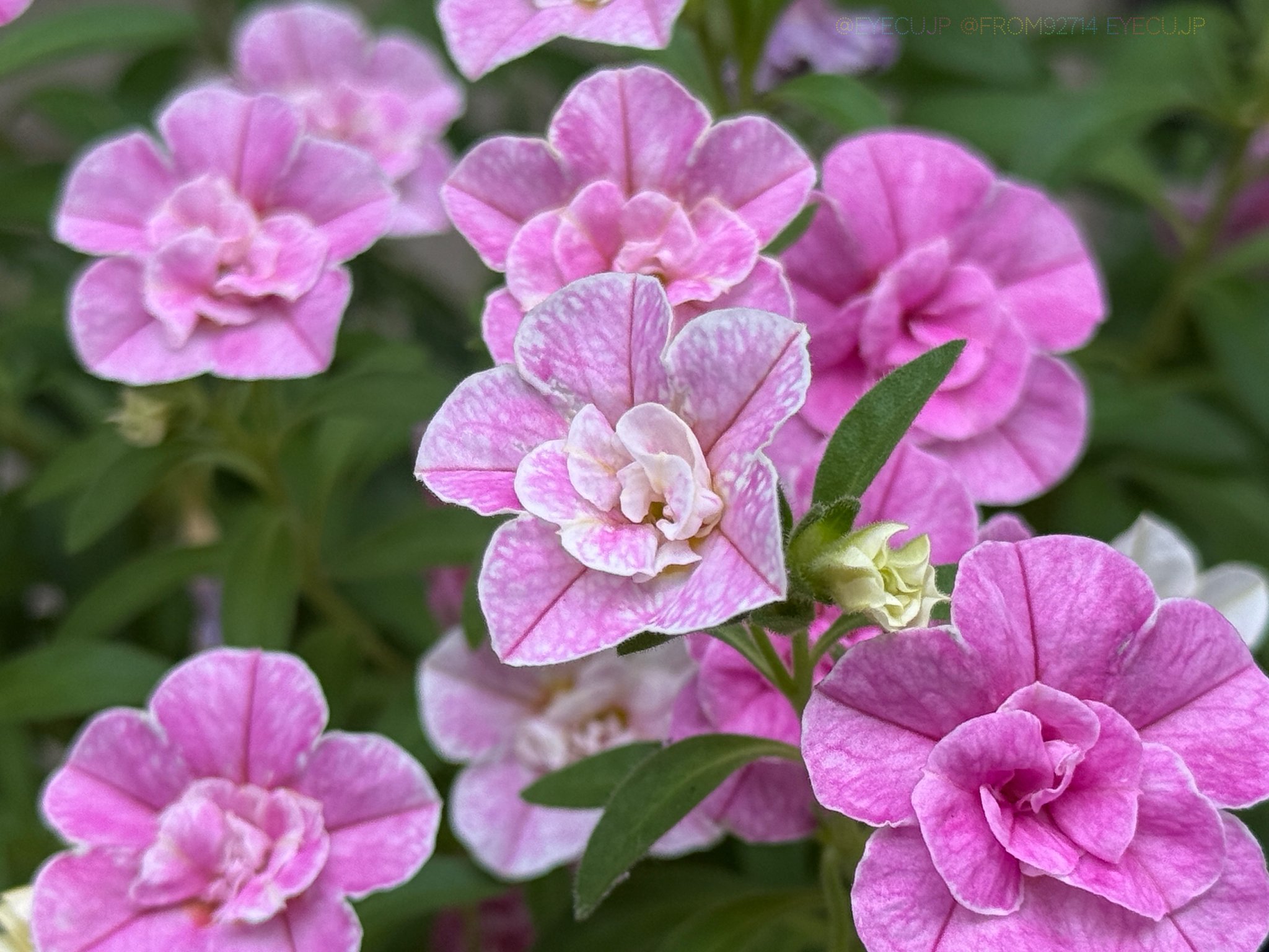 iPhone - 花(*´꒳`*) Amazon.co.jp: 蓮の花 ステンド アールデコ ワイルドフラワー