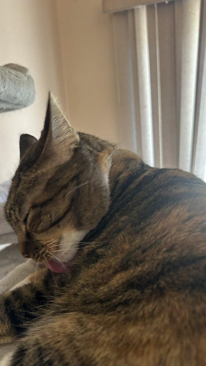 Can a girl get a bit of privacy during bath time?

Ok, Iz forgot it’s #tongueouttuesday so I guess I’ll allow it because I do look super cute mid bath 😸
#Hedgewatch