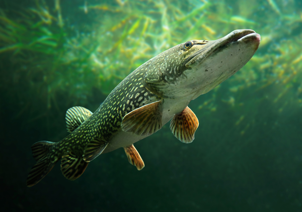 CWF_FCF's tweet image. Did you know the Northern Pike has over 700 teeth? This impressive fish earned the nickname “water wolf” for good reason.
📸: Neil Ward | #iNaturalistCanada