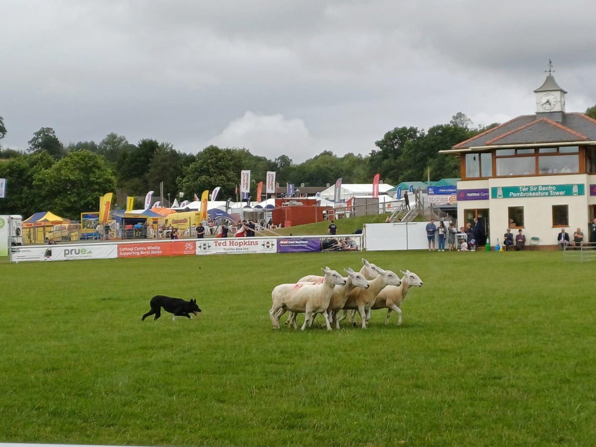 WeAreOpenreach's tweet image. Even the sheep are on board with #FullFibre! 🐑💻

We’re at the @royalwelshshow demoing technology that’s now reached 70% of #Wales - including the Showground!

Drop by to see if your area is next in line for an upgrade. 📶

#RoyalWelshShow @NiaGriffithMP