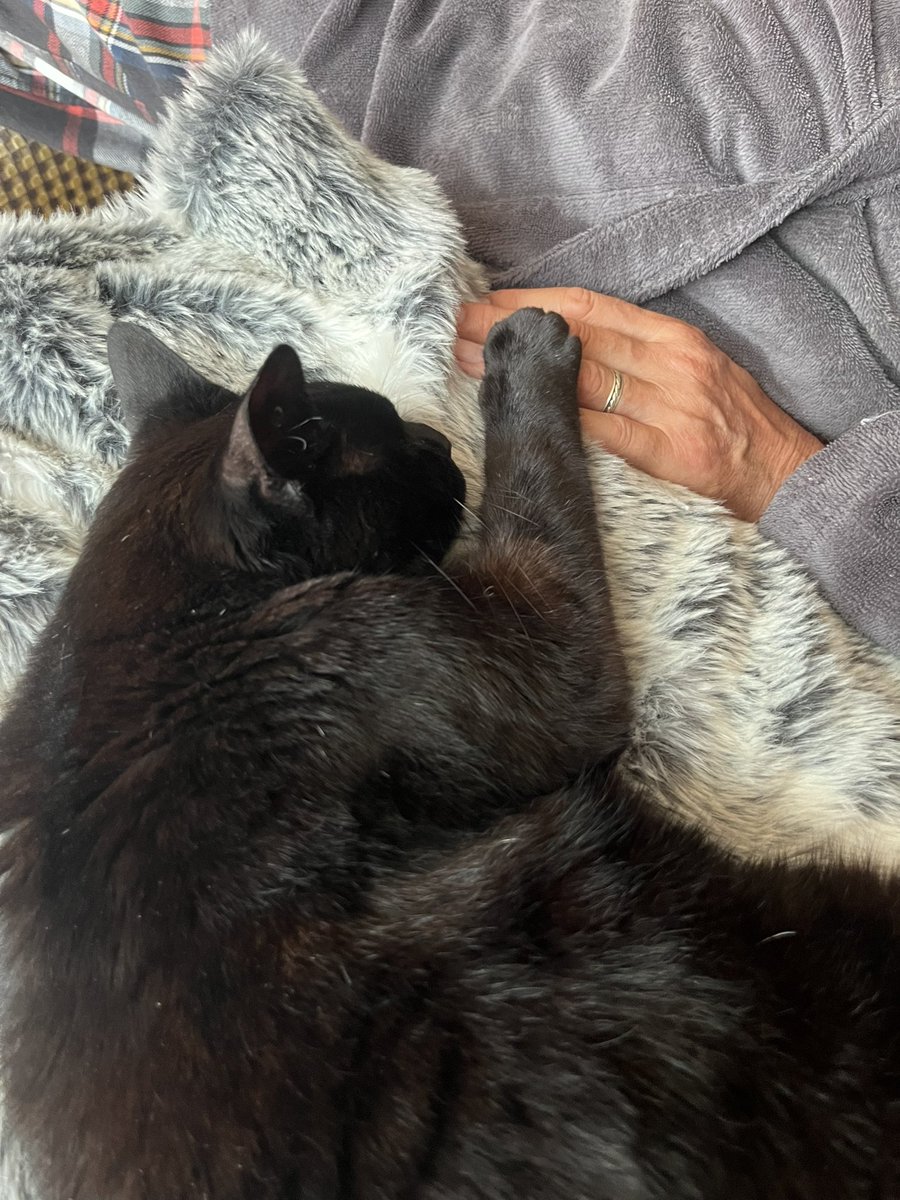 🌈🌈✨Angel Magic ✨🐈‍⬛ Panfur tweet media