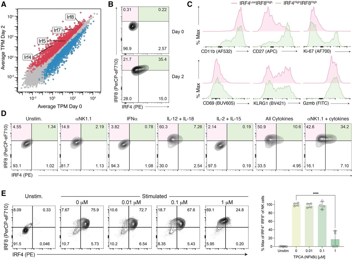 J_Immunol's tweet image. A #CuttingEdge article by SunLab from MSK Cancer Center reveals a cooperative interplay between IRF4- and IRF8-dependent transcriptional networks in regulating NK-cell antiviral responses. Learn more by reading the full article: ow.ly/u88f50Wslbz.