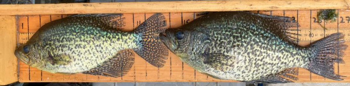 Our most recent survey of Lily Lake, Luzerne County, boasted impressive catches of Northern Pike and Panfish.

💪 96% of Northern Pike caught were 24+ inches
🎣 Majority of Panfish caught were &gt;8 inches

Read the full report:  ow.ly/Mrxc50WsNJ4
