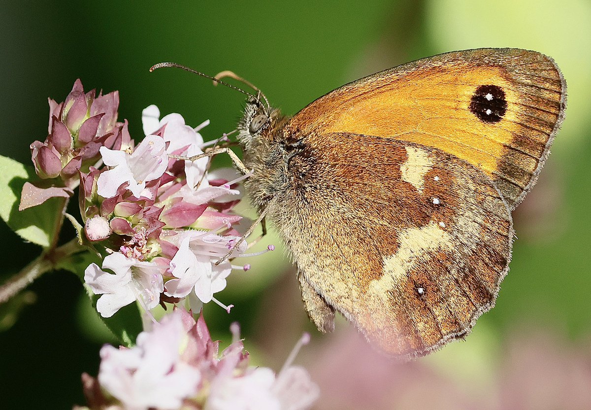 nikols_steve's tweet image. Gatekeeper on Wild Marjoram in the back garden. @BCWarwickshire @savebutterflies