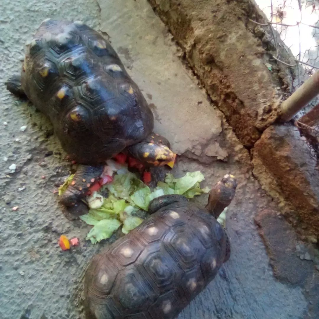 Alberguenieves's tweet image. Nosotros también estamos esperando vuestras amorosas donaciones