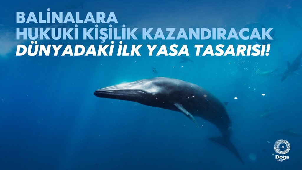 Balinalara Hukuki Kişilik Hakkı Tanınsın!

Pasifik Okyanusu’nda yaşayan yerli halklar, balinalara hukuki kişilik kazandıracak dünyadaki ilk yasa tasarısını, 9–13 Haziran 2025 tarihleri arasında Fransa’da düzenlenen Birleşmiş Milletler Okyanus Konferansı’nda küresel kamuoyuna
