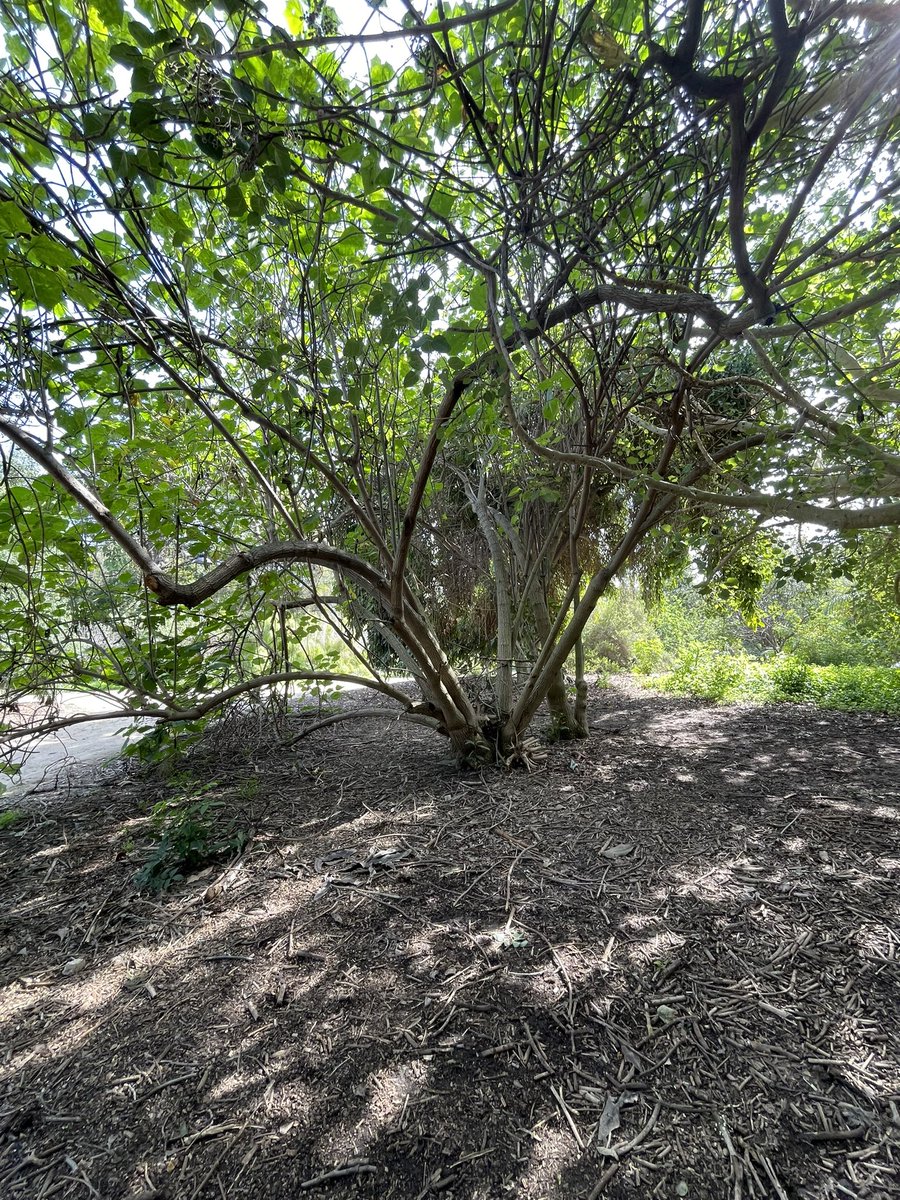 PJINTHEGARDEN's tweet image. Good morning from my corner of dystopia…#thicktrunktuesday #treepeople #treehugger